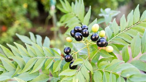 Jul 23, 2022 · How To Plant Curry Leaves. If you want to get the most out of your curry leaves, it's best to grow them yourself. Here's a step-by-step guide to planting a curry plant: Start with a well-drained potting mix. Curry plant prefers slightly acidic soil, so if your mix is on the alkaline side, you can add some peat moss or compost to balance it out. 